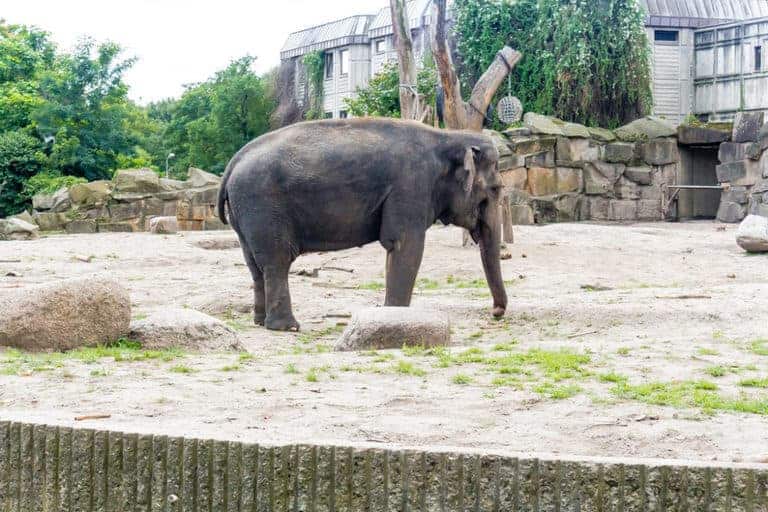Elephant in Berlin Zoo - A City break guide to Hamburg packed full with top things to do in Hamburg, where to eat in Hamburg and why visit this habour town. recipesfromapantry.com #hamburg #thingstodoinhamburg