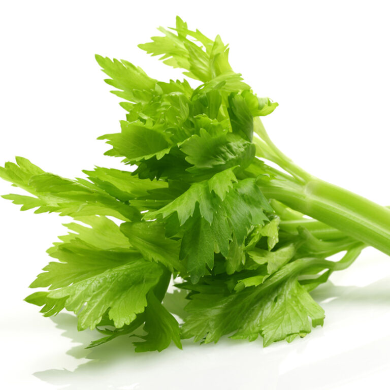 Close up of the leaves on top of two stalks of celery